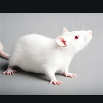 手足口病動物模型構(gòu)建