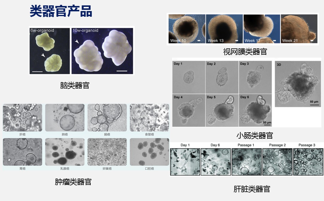 伊萊博類(lèi)器官產(chǎn)品.jpg